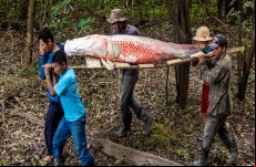 <a href='/modules/news/article.php?storyid=123503'>Maior peixe da Amaz